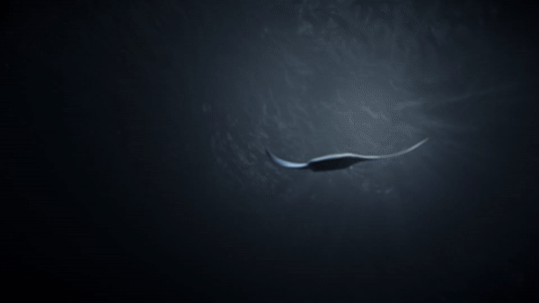 Value reveal by Supernote may presage an imminent launch of the A5 X2