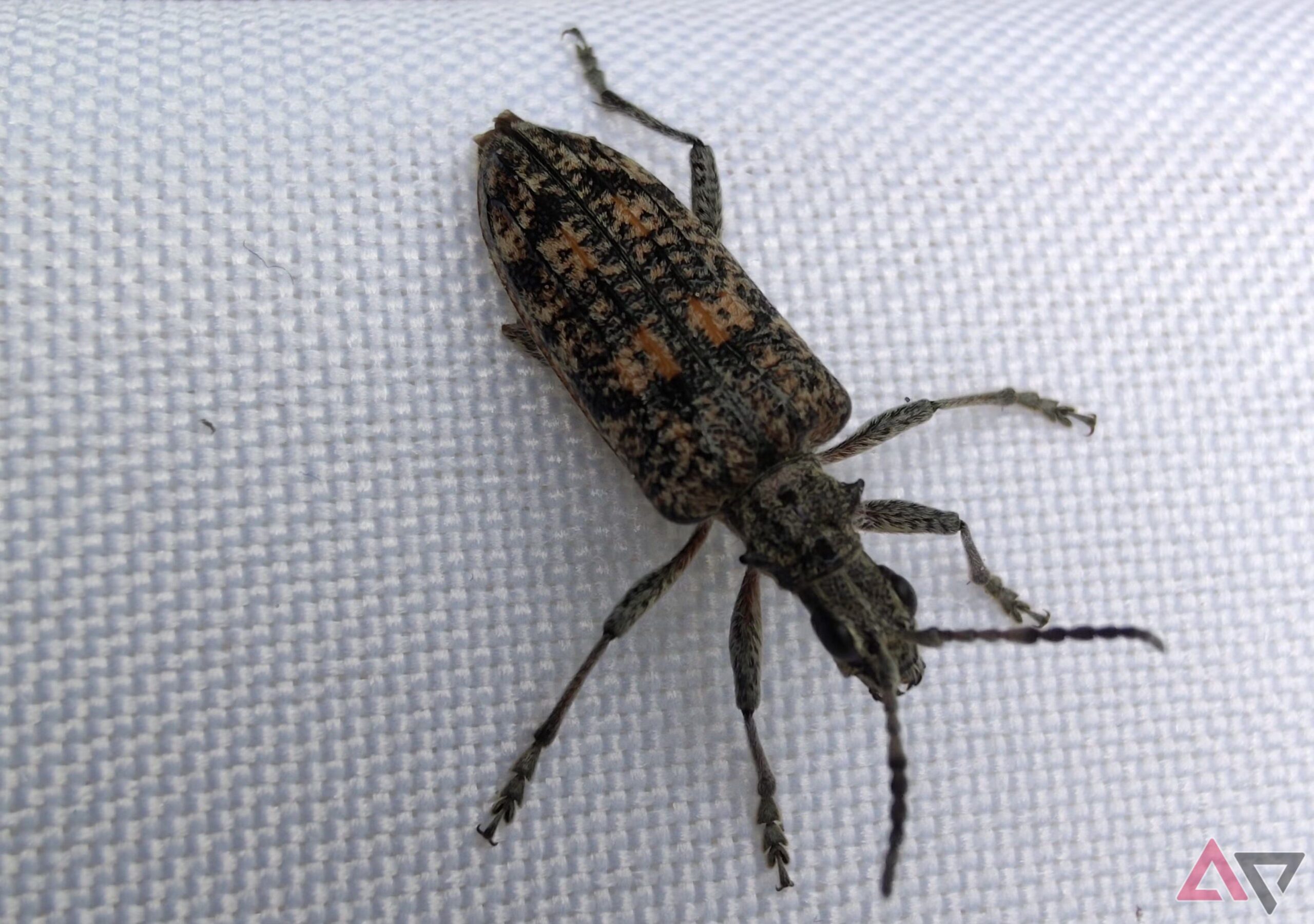 Customers proceed to report Pixel 6 Professional video recording crashes, regardless of software program updates